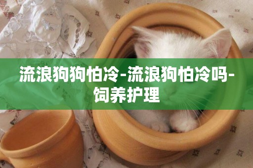 流浪狗狗怕冷-流浪狗怕冷嗎-飼養護理