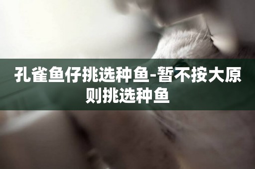 孔雀魚仔挑選種魚-暫不按大原則挑選種魚