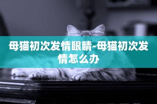 母貓初次發情眼睛-母貓初次發情怎么辦