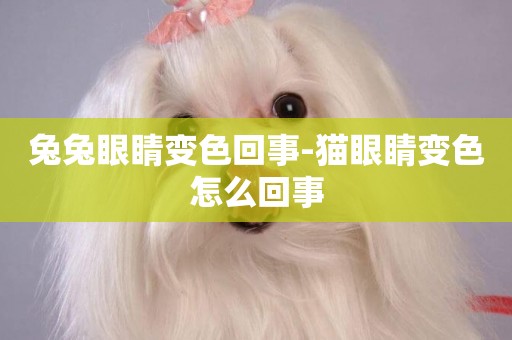 兔兔眼睛變色回事-貓眼睛變色怎么回事