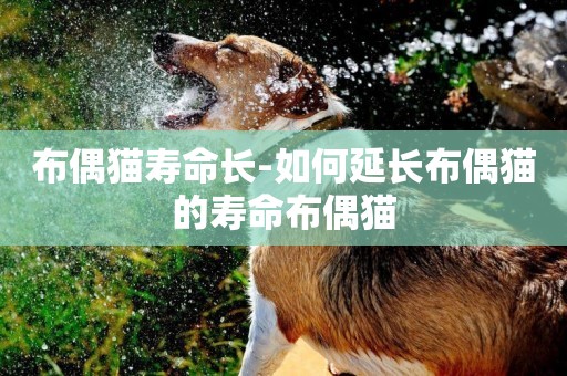 布偶貓壽命長-如何延長布偶貓的壽命布偶貓