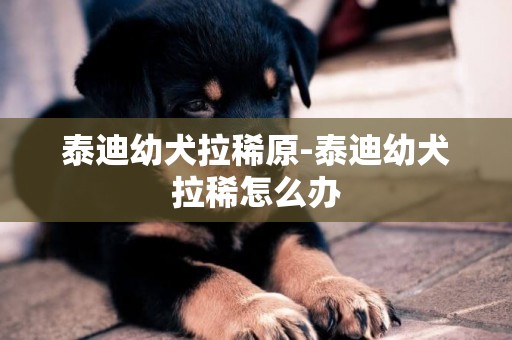 泰迪幼犬拉稀原-泰迪幼犬拉稀怎么辦