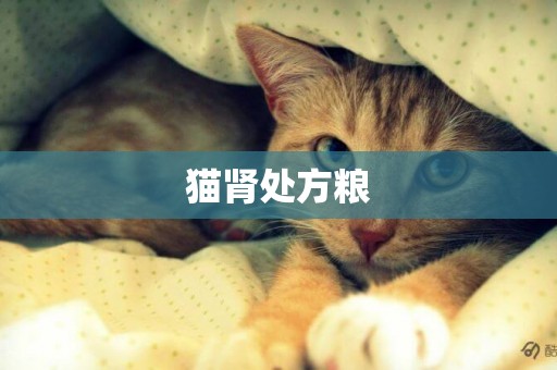 貓腎處方糧