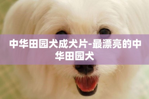 中華田園犬成犬片-最漂亮的中華田園犬
