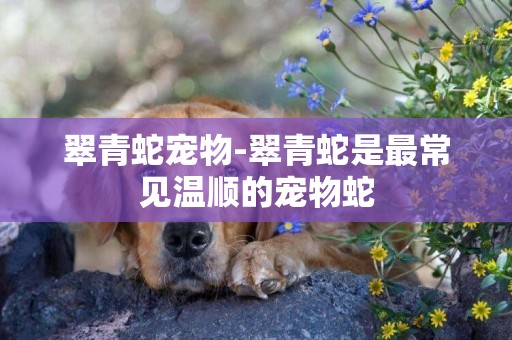 翠青蛇寵物-翠青蛇是最常見溫順的寵物蛇