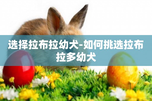 選擇拉布拉幼犬-如何挑選拉布拉多幼犬
