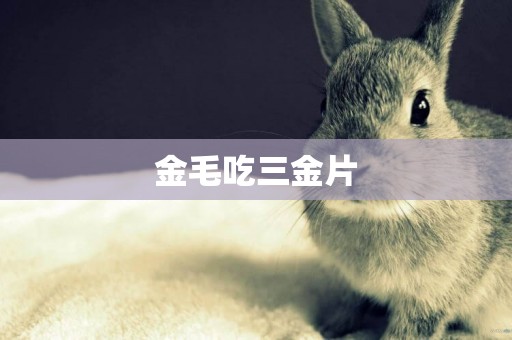 金毛吃三金片