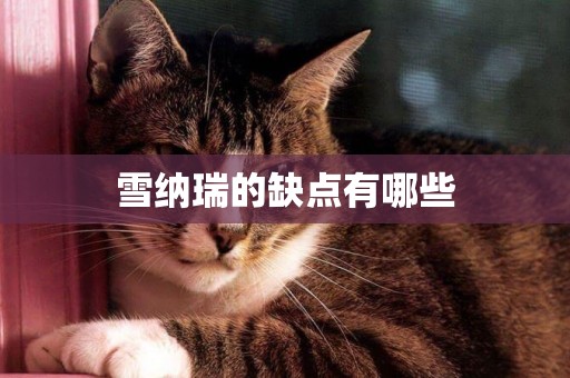 雪納瑞的缺點有哪些