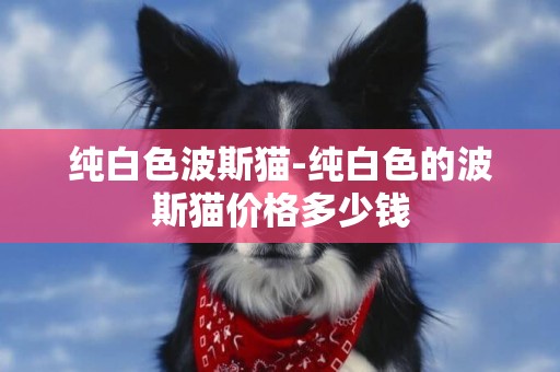 純白色波斯貓-純白色的波斯貓價格多少錢