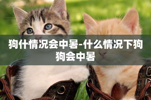 狗什情況會中暑-什么情況下狗狗會中暑