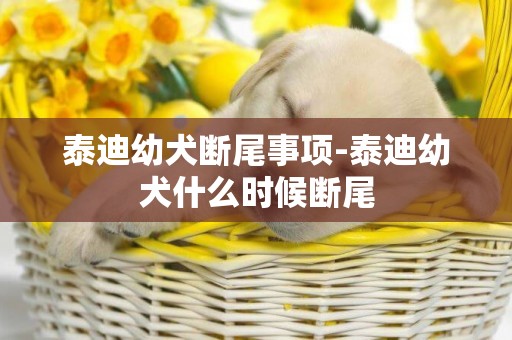 泰迪幼犬斷尾事項-泰迪幼犬什么時候斷尾