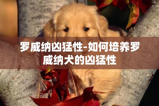 羅威納兇猛性-如何培養羅威納犬的兇猛性