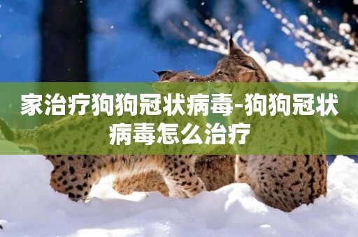 家治療狗狗冠狀病毒-狗狗冠狀病毒怎么治療