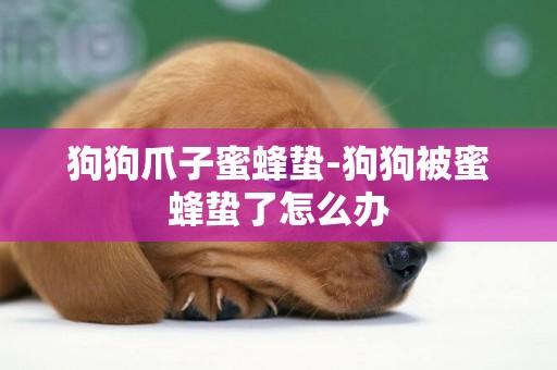 狗狗爪子蜜蜂蟄-狗狗被蜜蜂蟄了怎么辦