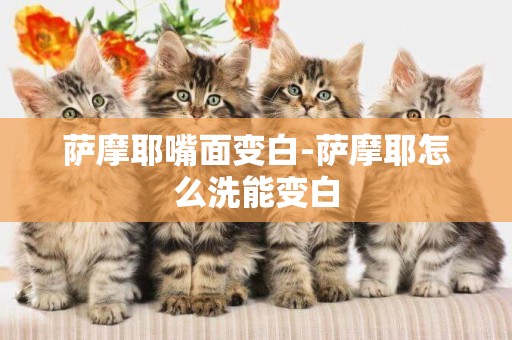 薩摩耶嘴面變白-薩摩耶怎么洗能變白
