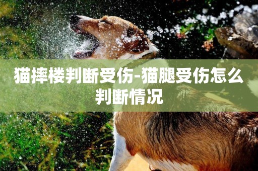 貓摔樓判斷受傷-貓腿受傷怎么判斷情況