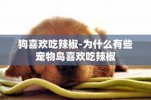 狗喜歡吃辣椒-為什么有些寵物鳥喜歡吃辣椒