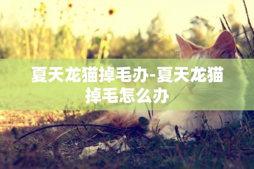 夏天龍貓掉毛辦-夏天龍貓掉毛怎么辦