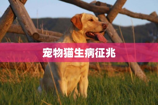 寵物貓生病征兆