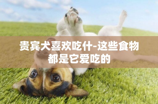 貴賓犬喜歡吃什-這些食物都是它愛吃的