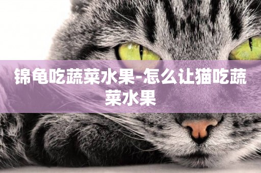 錦龜吃蔬菜水果-怎么讓貓吃蔬菜水果