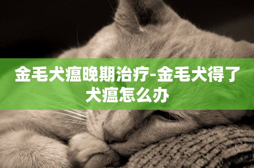 金毛犬瘟晚期治療-金毛犬得了犬瘟怎么辦