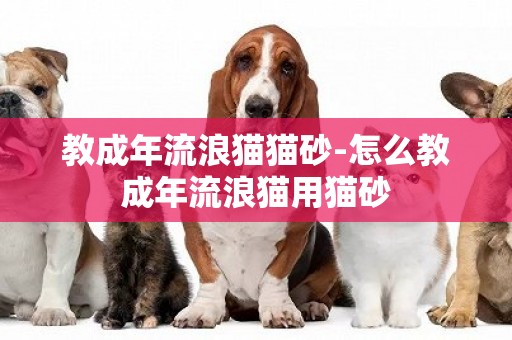 教成年流浪貓貓砂-怎么教成年流浪貓用貓砂