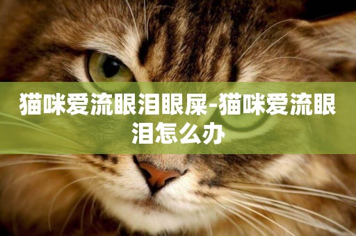 貓咪愛流眼淚眼屎-貓咪愛流眼淚怎么辦