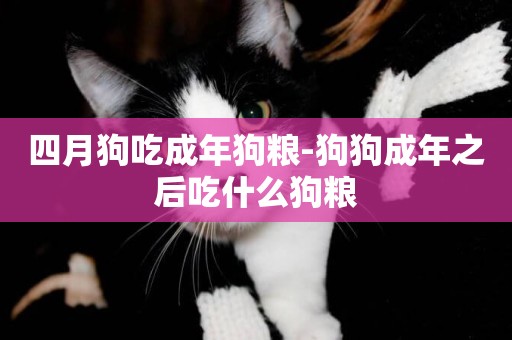 四月狗吃成年狗糧-狗狗成年之后吃什么狗糧