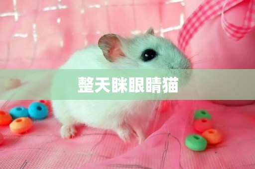 整天瞇眼睛貓
