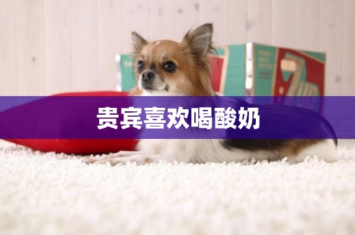 貴賓喜歡喝酸奶