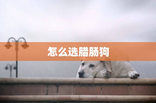 怎么選臘腸狗