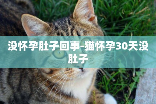 沒懷孕肚子回事-貓懷孕30天沒肚子