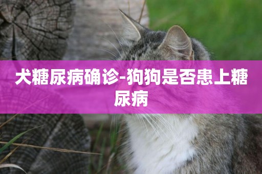 犬糖尿病確診-狗狗是否患上糖尿病