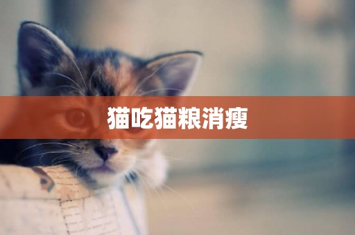 貓吃貓糧消瘦