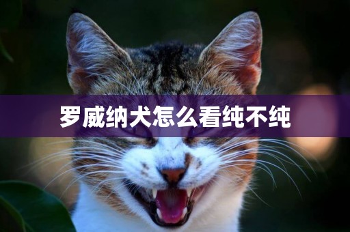 羅威納犬怎么看純不純