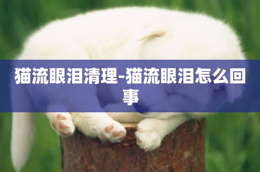 貓流眼淚清理-貓流眼淚怎么回事