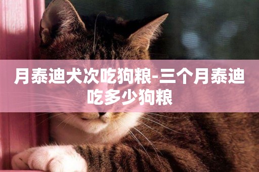 月泰迪犬次吃狗糧-三個月泰迪吃多少狗糧