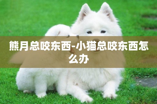 熊月總咬東西-小貓總咬東西怎么辦