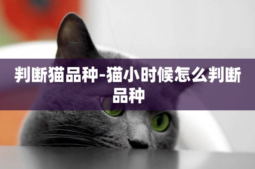 判斷貓品種-貓小時候怎么判斷品種