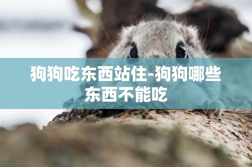 狗狗吃東西站住-狗狗哪些東西不能吃