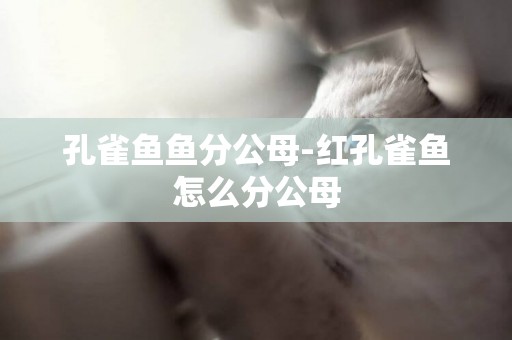 孔雀魚魚分公母-紅孔雀魚怎么分公母