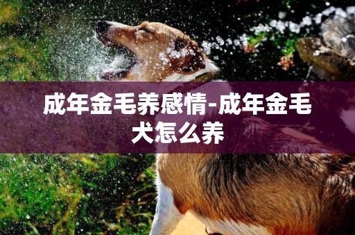 成年金毛養感情-成年金毛犬怎么養