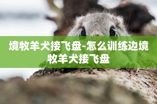 境牧羊犬接飛盤-怎么訓練邊境牧羊犬接飛盤