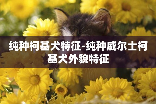 純種柯基犬特征-純種威爾士柯基犬外貌特征