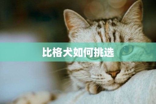 比格犬如何挑選