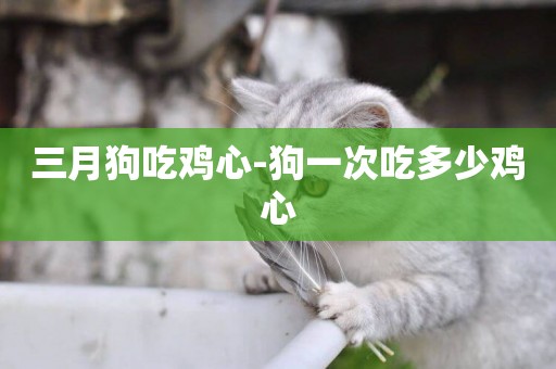 三月狗吃雞心-狗一次吃多少雞心