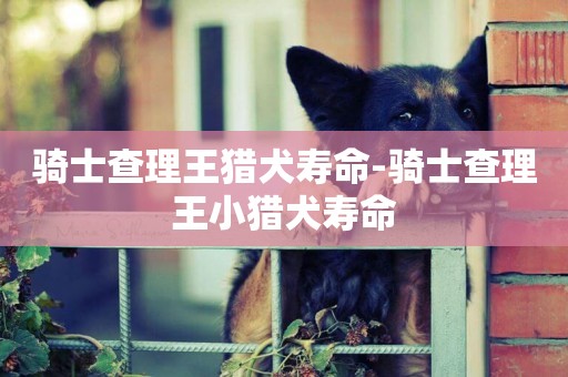 騎士查理王獵犬壽命-騎士查理王小獵犬壽命