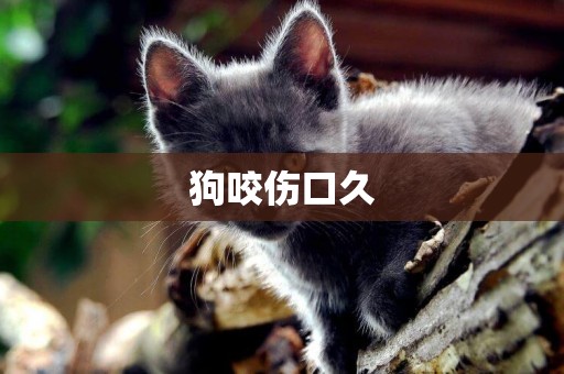狗咬傷口久