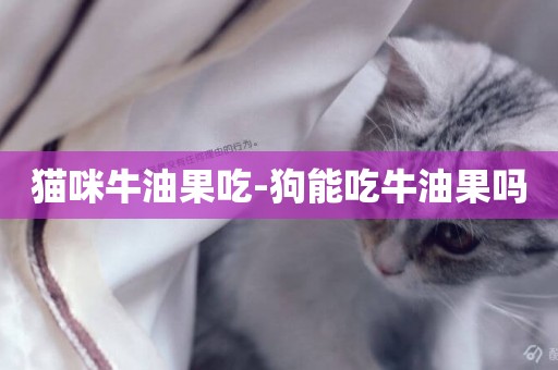貓咪牛油果吃-狗能吃牛油果嗎